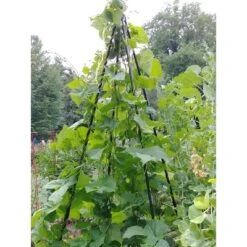 Titan Teepee Trellis Large Lightweight Metal Garden Trellis For Climbing Plants And Flowers - Gardener's Supply Company 7 Titan Teepee Trellis Large Lightweight Metal Garden Trellis For Climbing Plants And Flowers - Gardener's Supply Company -Garden Furniture Store GUEST 3687961f 9346 491c be00 e6385f0f2788