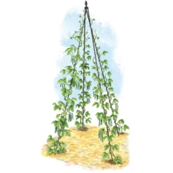 Titan Teepee Trellis Large Lightweight Metal Garden Trellis For Climbing Plants And Flowers - Gardener's Supply Company