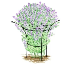 Essex Plant Support, X-Large