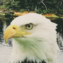 Commonwealth Seascapes Light Filtering Enhance Living Space With Satiny Look Grommet Outdoor Panel Pair Indigo -Garden Furniture Store GUEST e93a211b c352 4a2e b559 272d3423c5e2